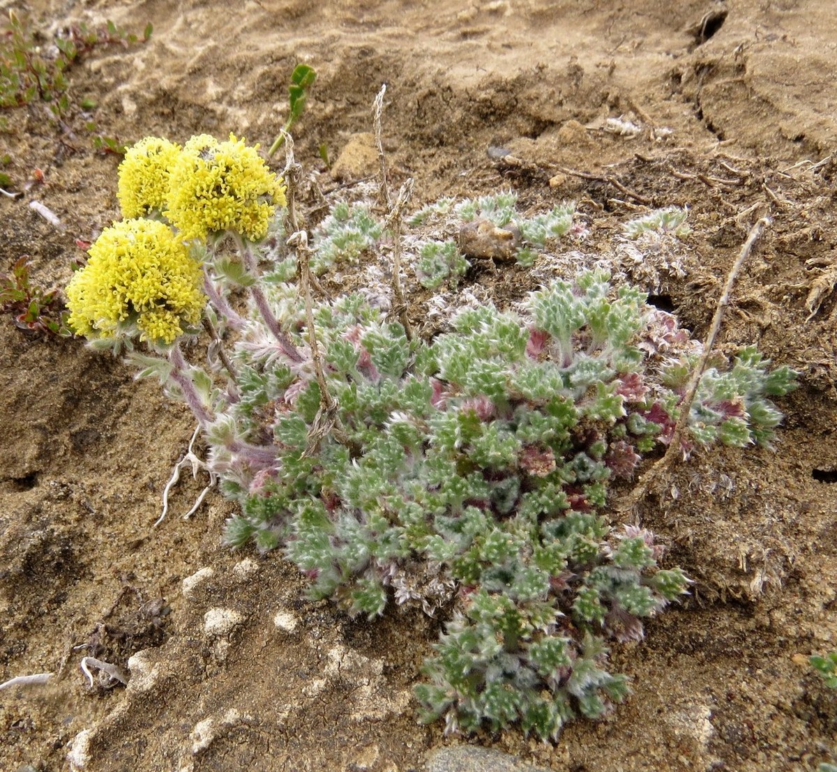 Изображение особи Artemisia triniana.