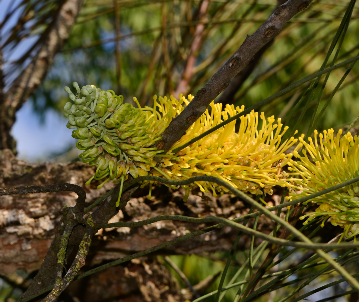 Изображение особи Hakea chordophylla.