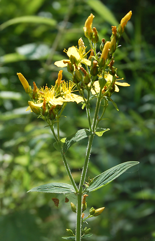Image of Hypericum hirsutum specimen.
