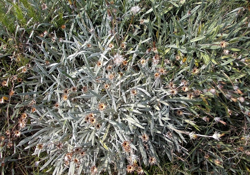 Image of Gazania rigens var. leucolaena specimen.