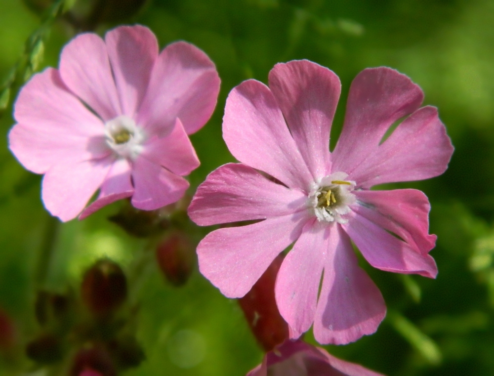 Изображение особи Melandrium dioicum.