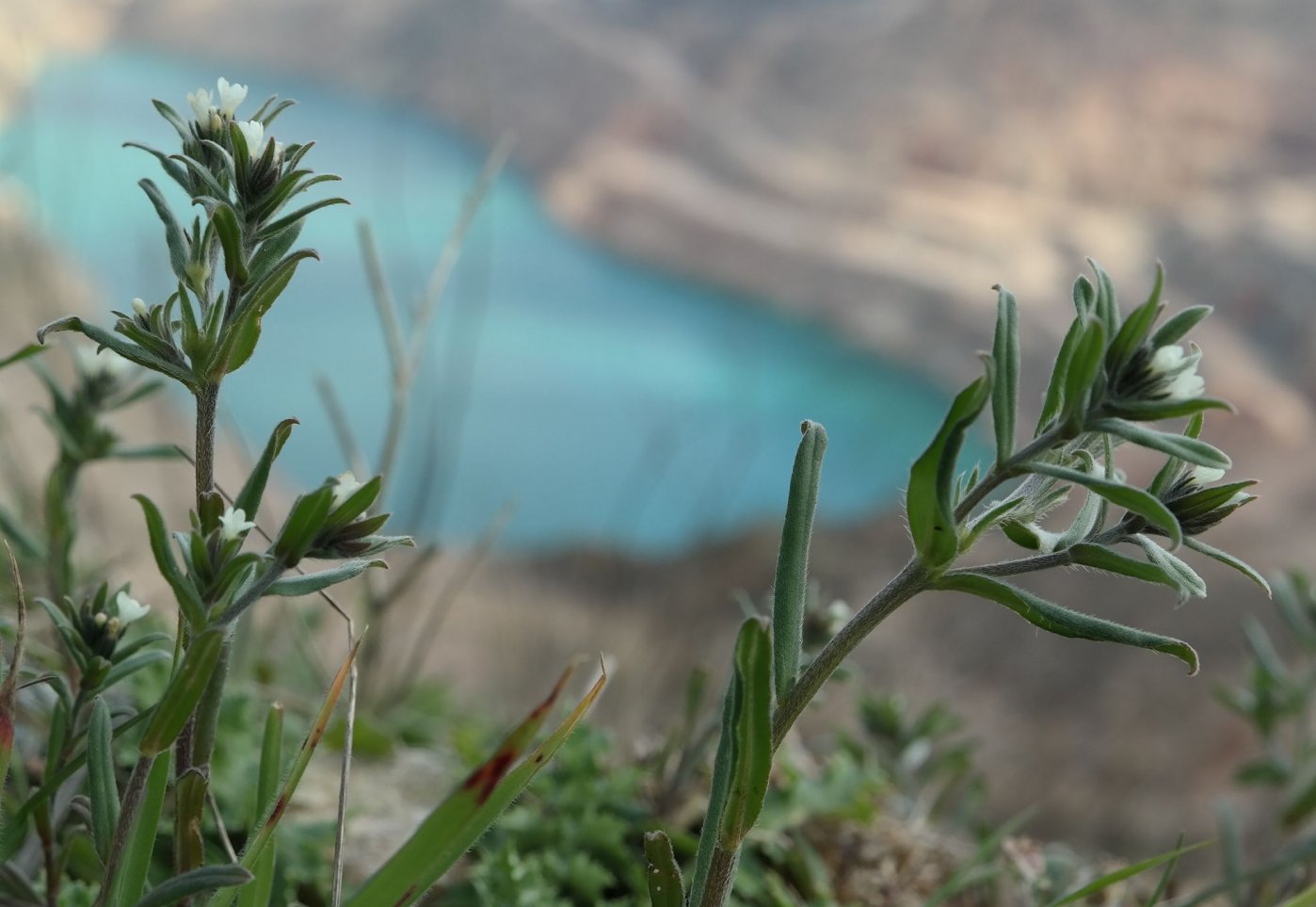 Изображение особи Buglossoides arvensis.