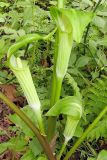 Arisaema komarovii