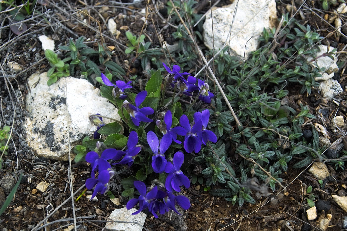 Image of Viola ambigua specimen.