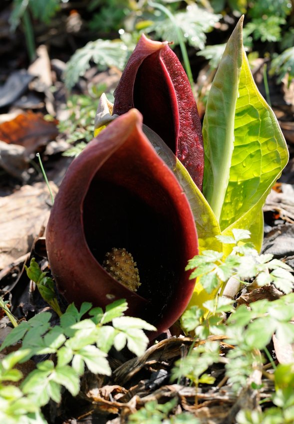 Image of Symplocarpus renifolius specimen.