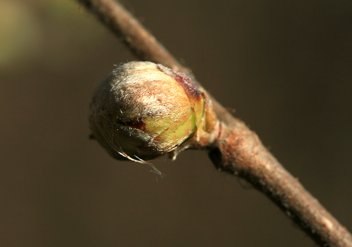 Image of Corylus avellana specimen.