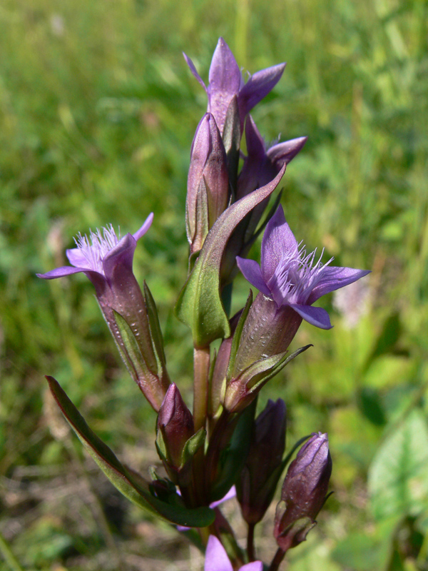 Image of Gentianella amarella specimen.