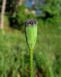 Image of taxon representative. Author is Валентина Фатерыга
