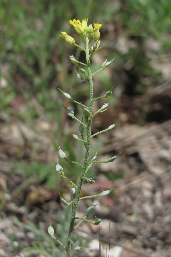 Изображение особи Alyssum trichostachyum.