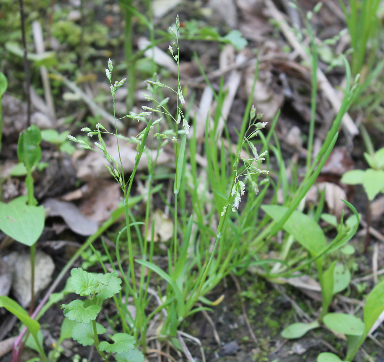 Image of Poa annua specimen.