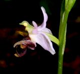 Ophrys oestrifera