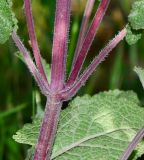 Salvia judaica