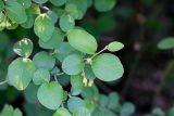 Cotoneaster melanocarpus