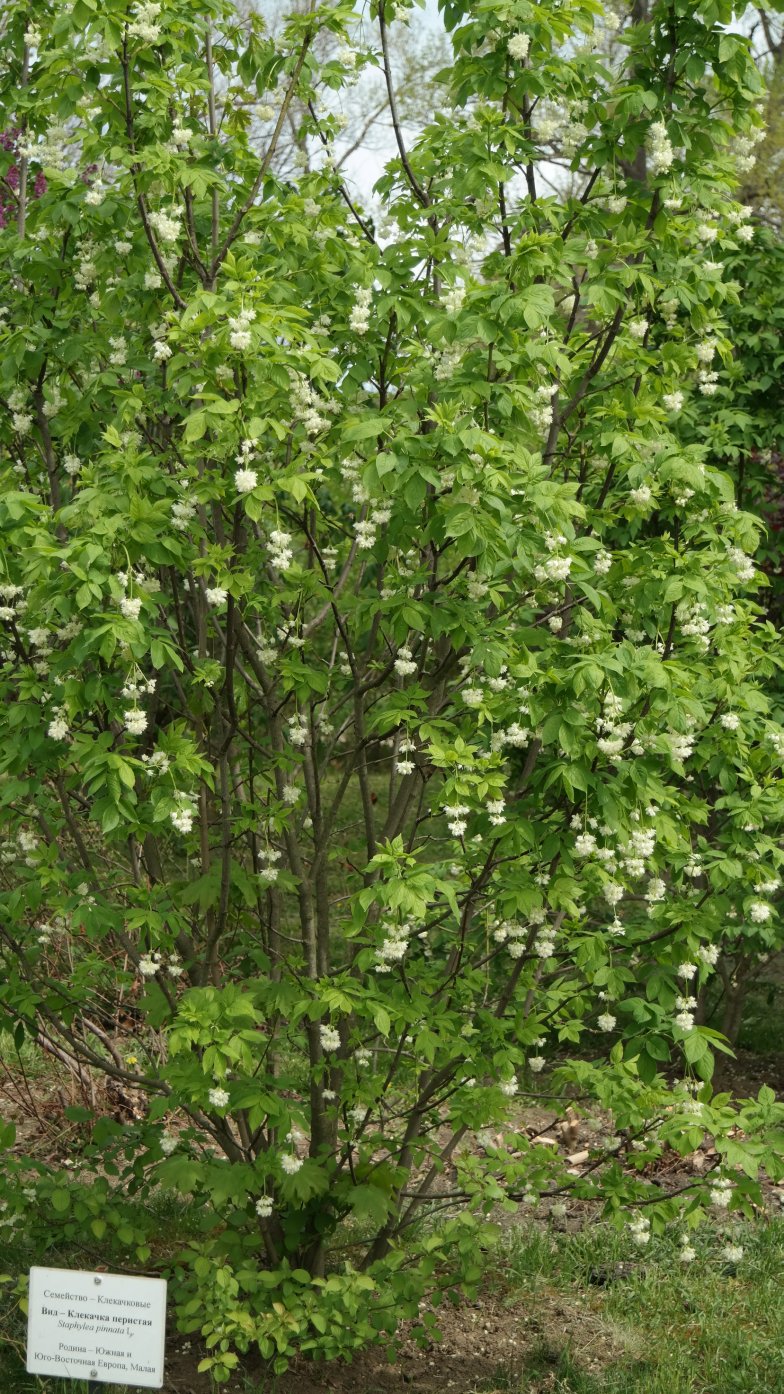 Image of Staphylea pinnata specimen.