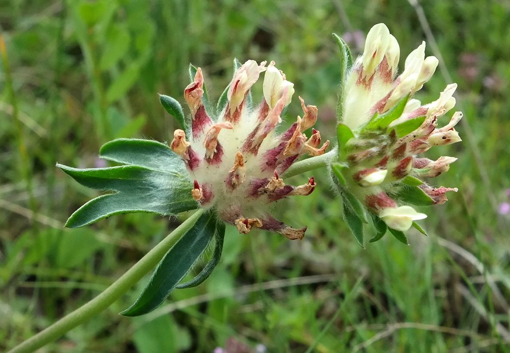 Изображение особи Anthyllis biebersteiniana.