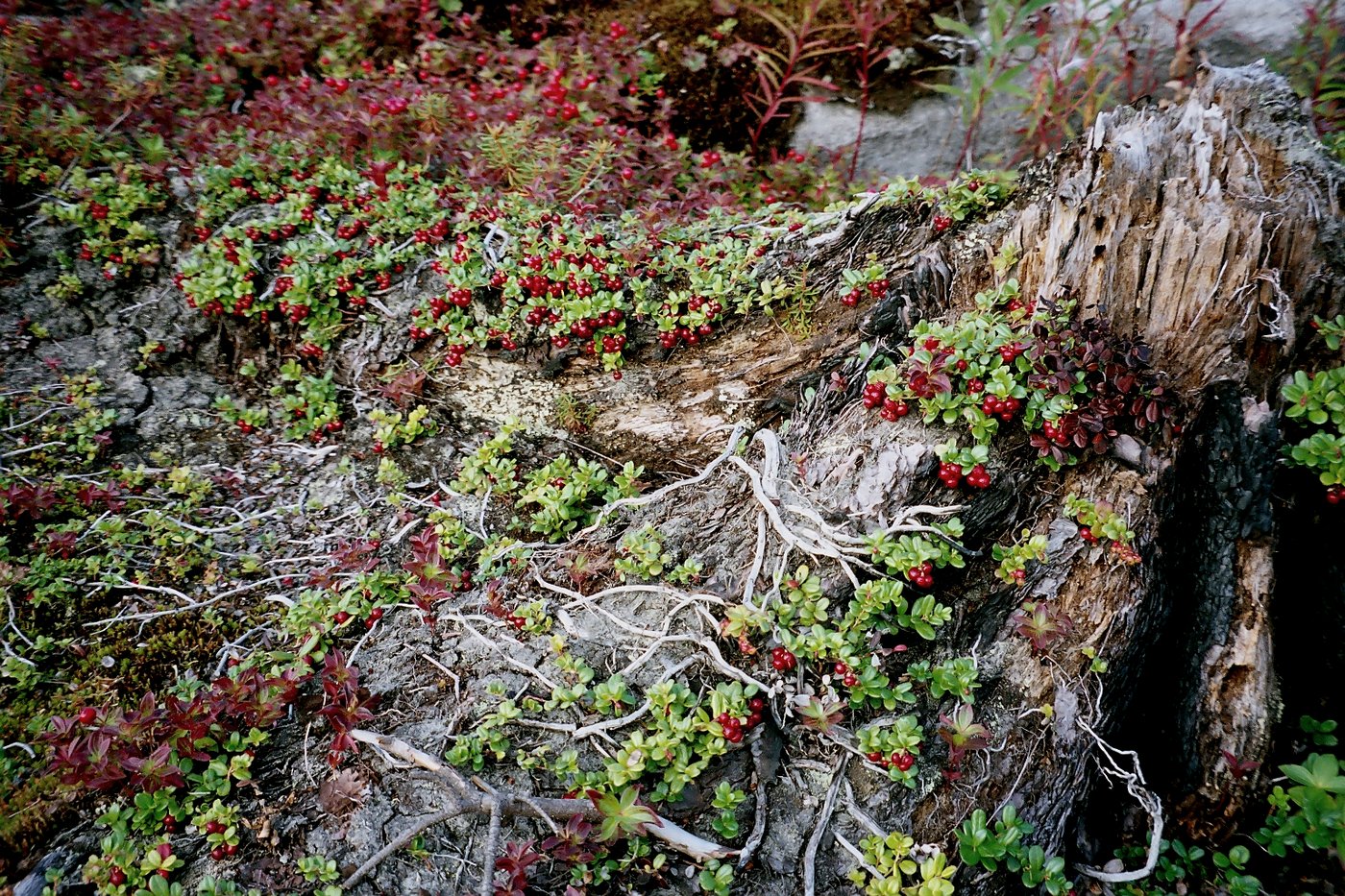 Image of Vaccinium vitis-idaea var. minus specimen.