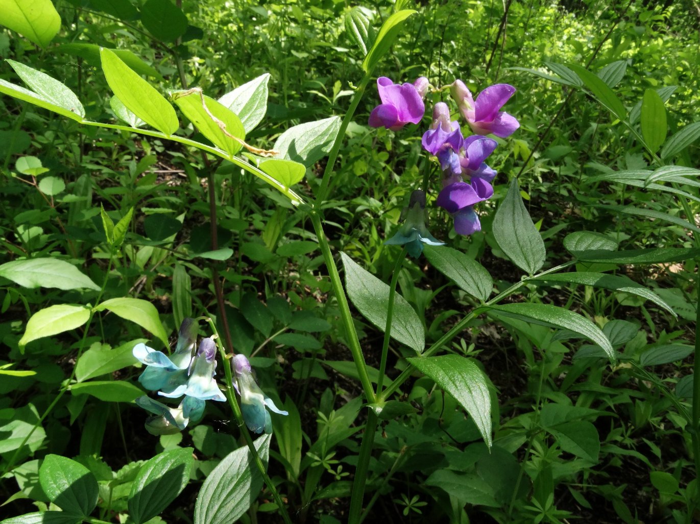 Image of Lathyrus komarovii specimen.