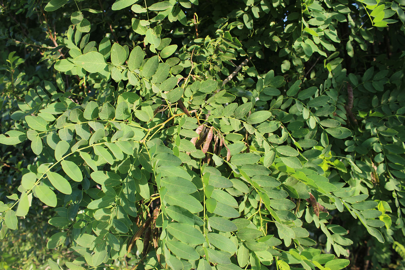 Image of Robinia pseudoacacia specimen.