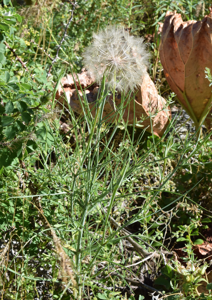 Изображение особи Tragopogon vvedenskyi.