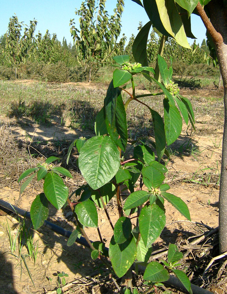 Image of Euphorbia heterophylla specimen.