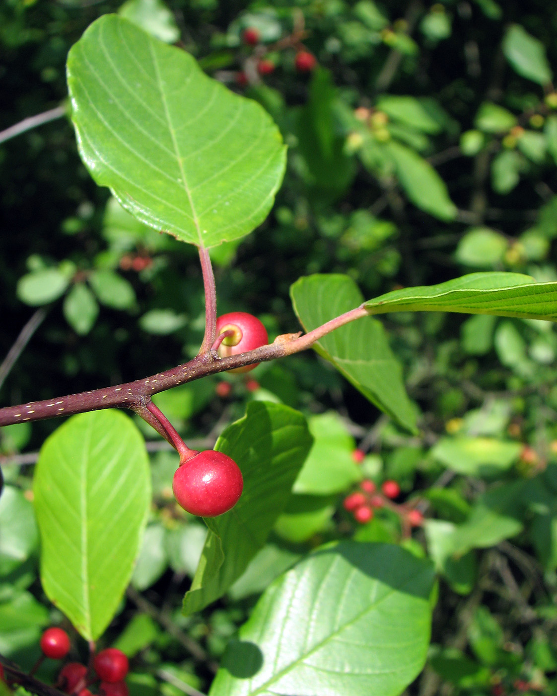 Image of Frangula alnus specimen.