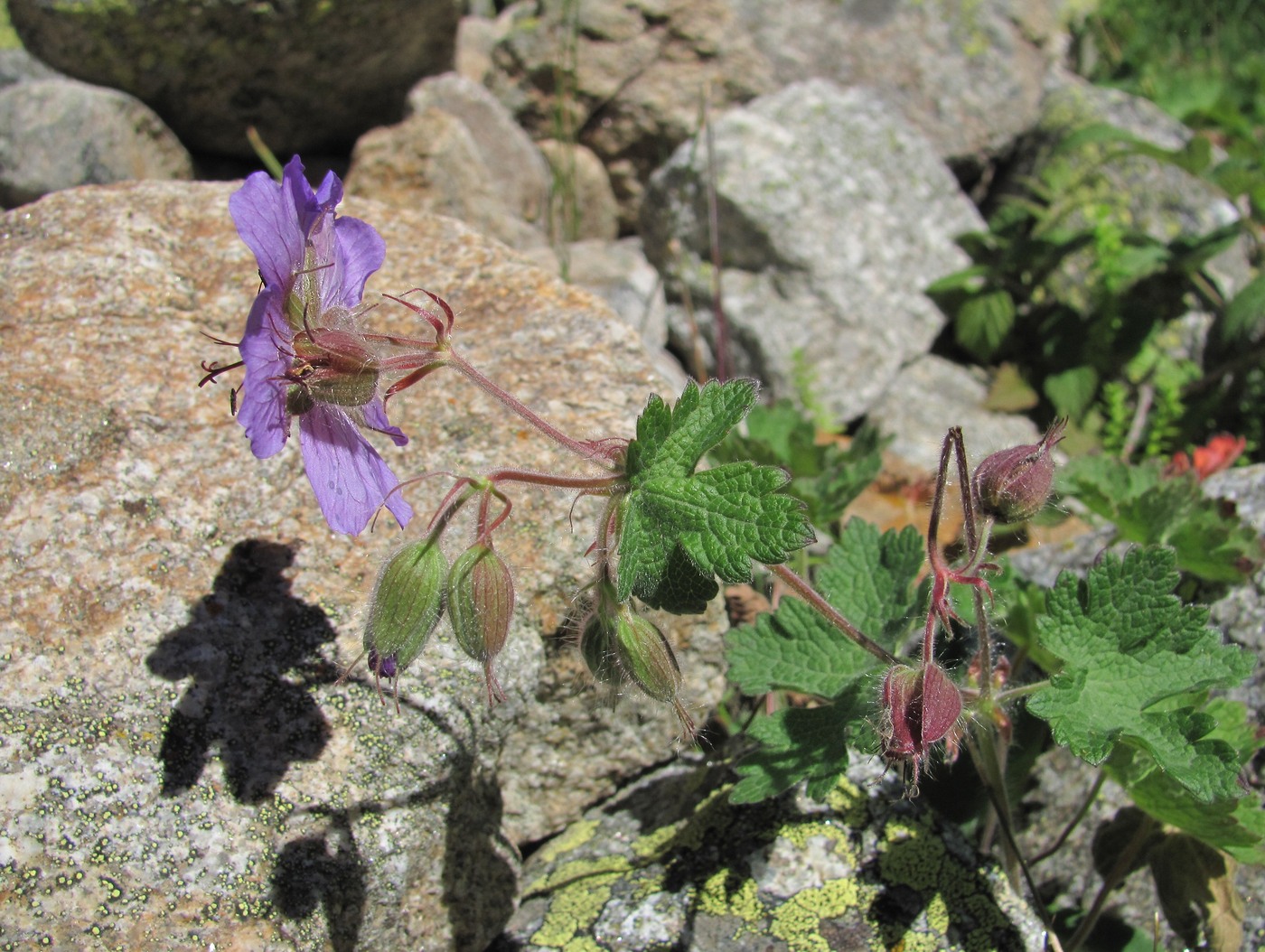 Image of Geranium platypetalum specimen.