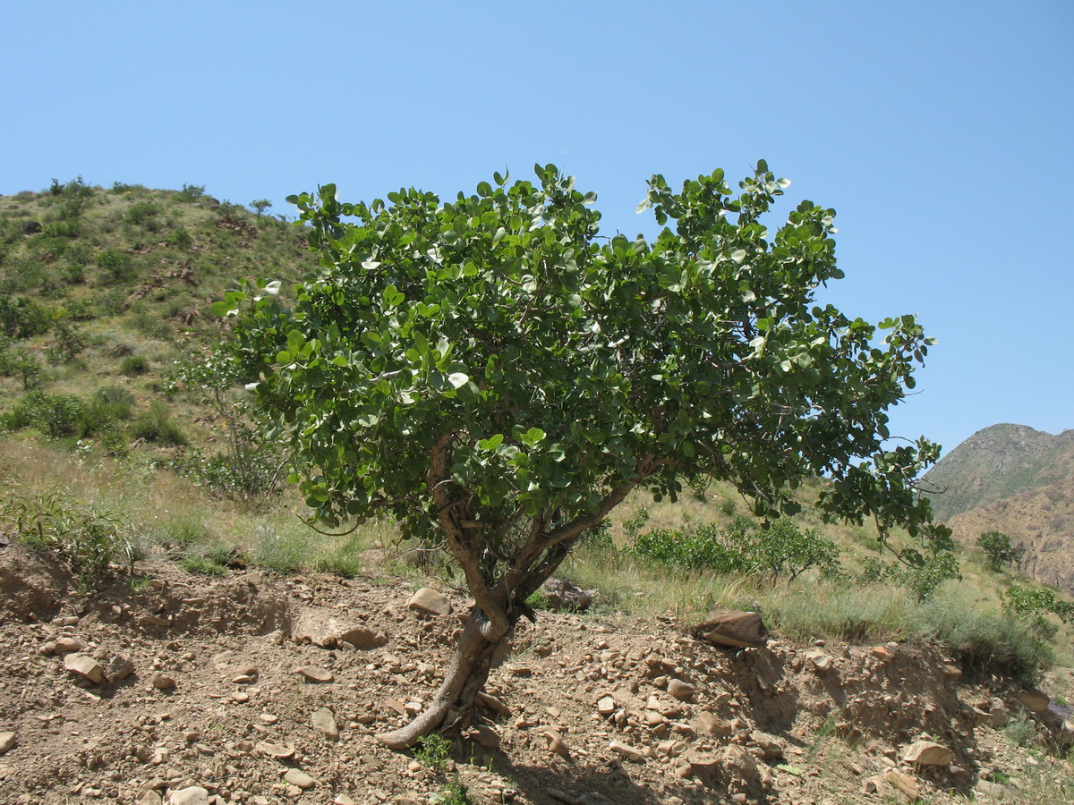 Image of Pistacia vera specimen.