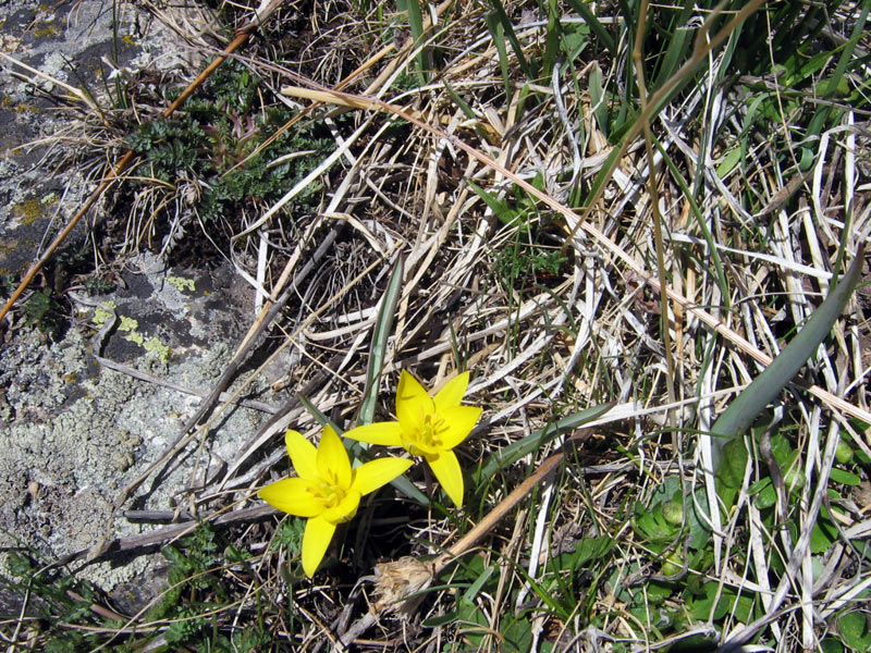 Изображение особи Tulipa dasystemon.