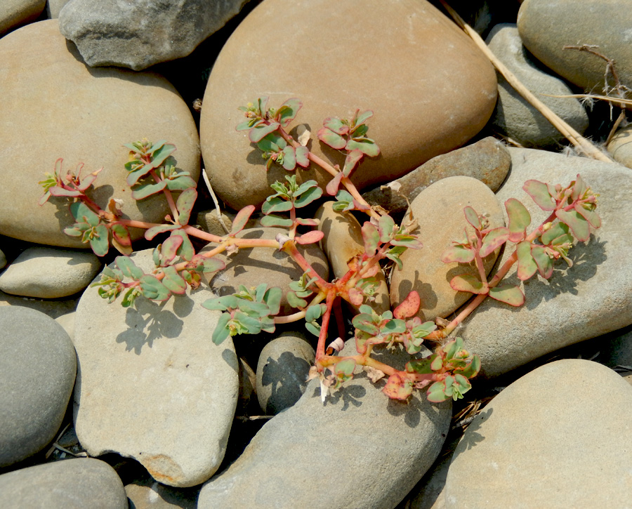 Изображение особи Euphorbia peplis.