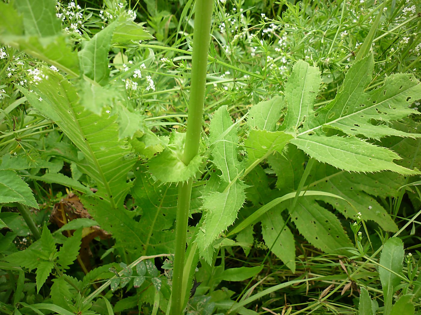 Изображение особи Cirsium oleraceum.