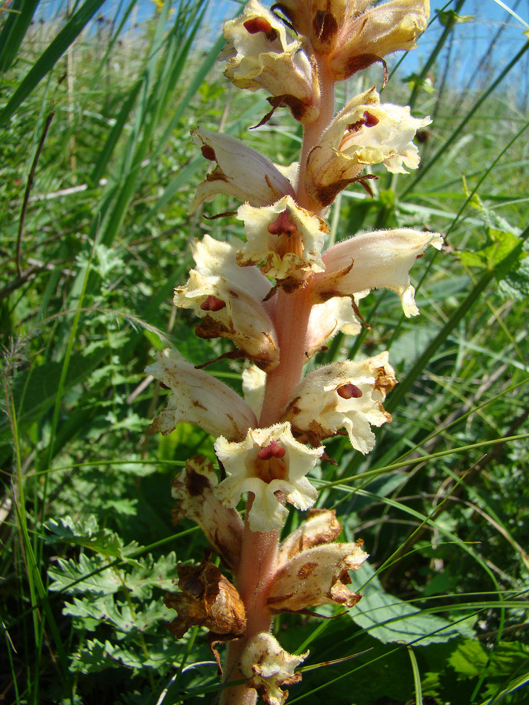 Image of Orobanche alba specimen.