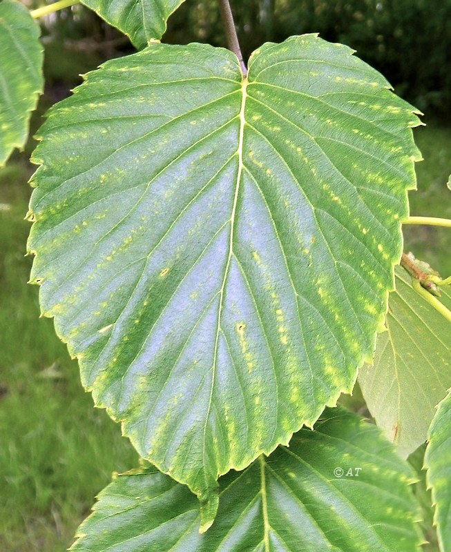 Image of Davidia involucrata specimen.