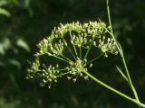 Pimpinella saxifraga