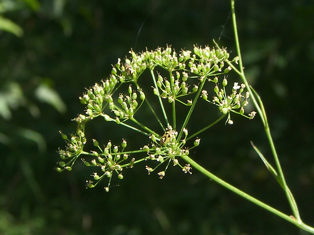 Image of Pimpinella saxifraga specimen.