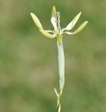 Dianthus monadelphus подвид pallens. Цветок. Греция, Халкидики, п-ов Кассандра (Κασσάνδρα), окр. с. Неа Потидеа (Νέα Ποτίδαια). 08.10.2016.