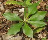 Helleborus caucasicus