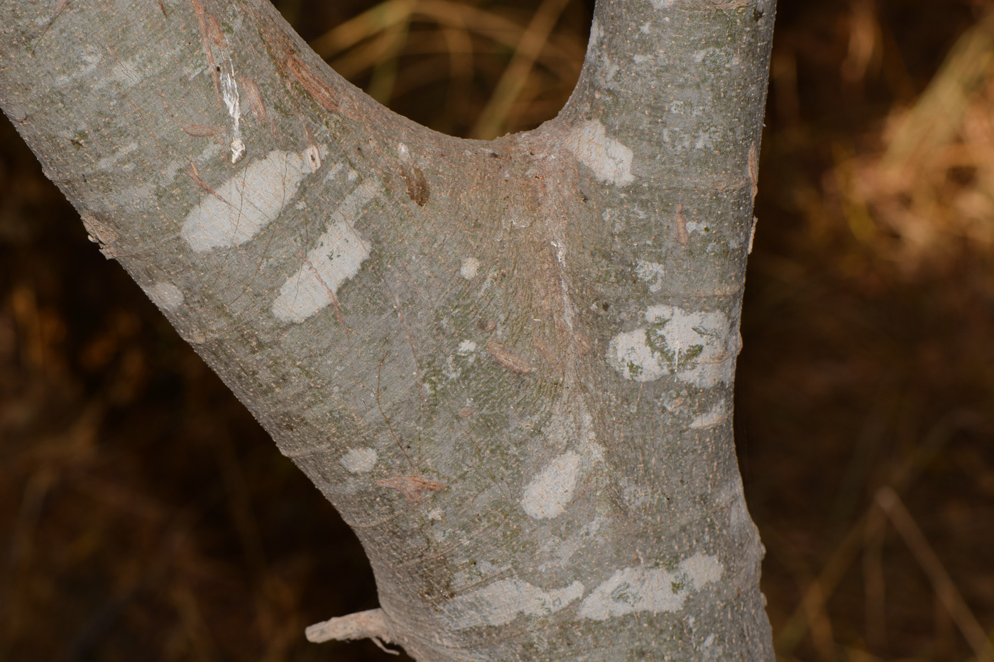 Изображение особи Celtis australis.