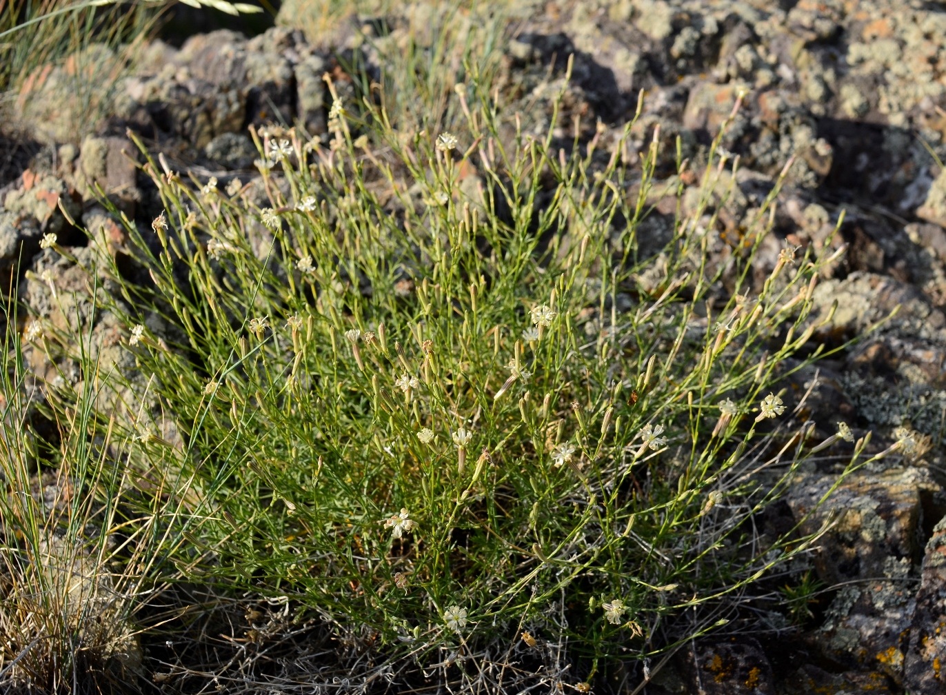 Image of Silene altaica specimen.