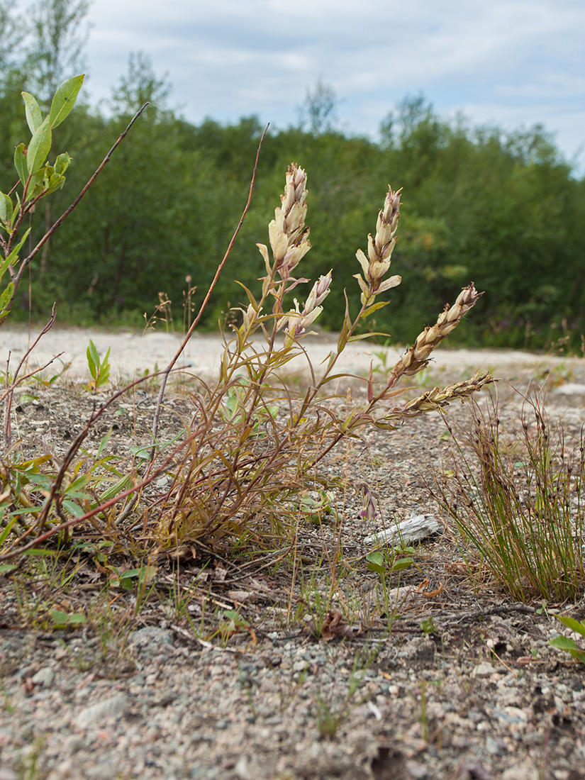 Image of Castilleja lapponica specimen.