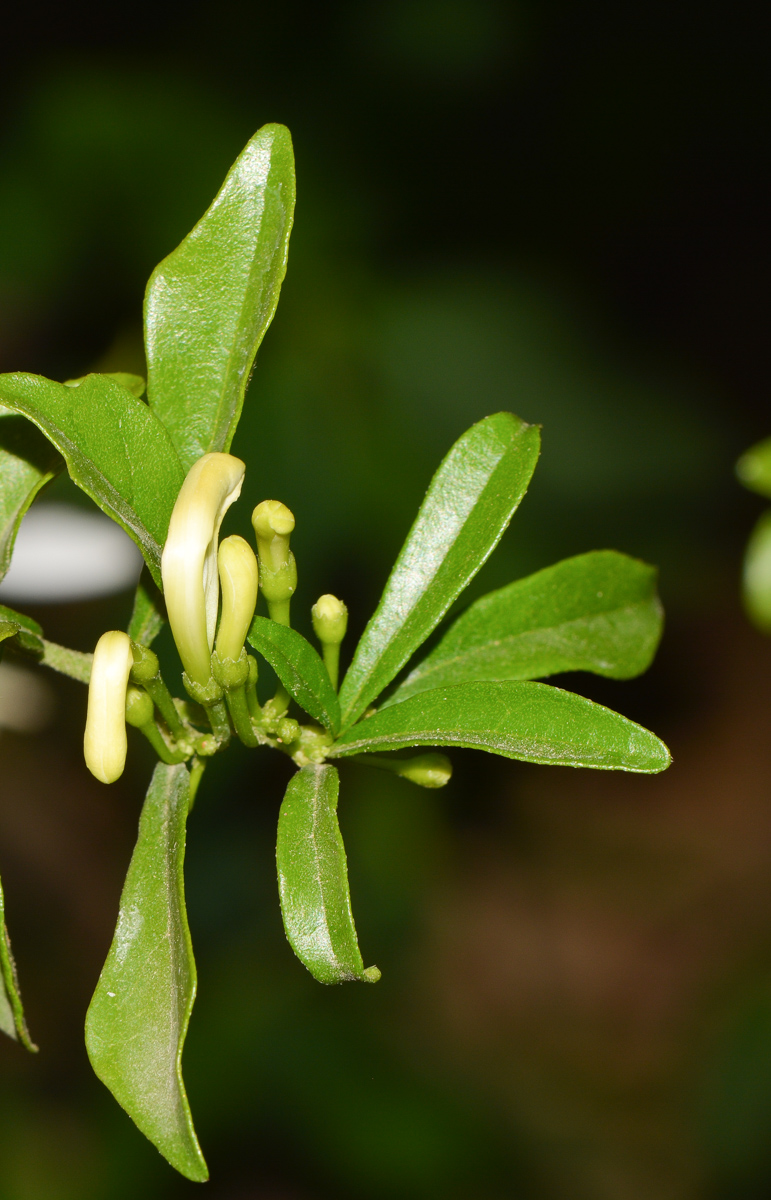 Изображение особи Turraea obtusifolia.