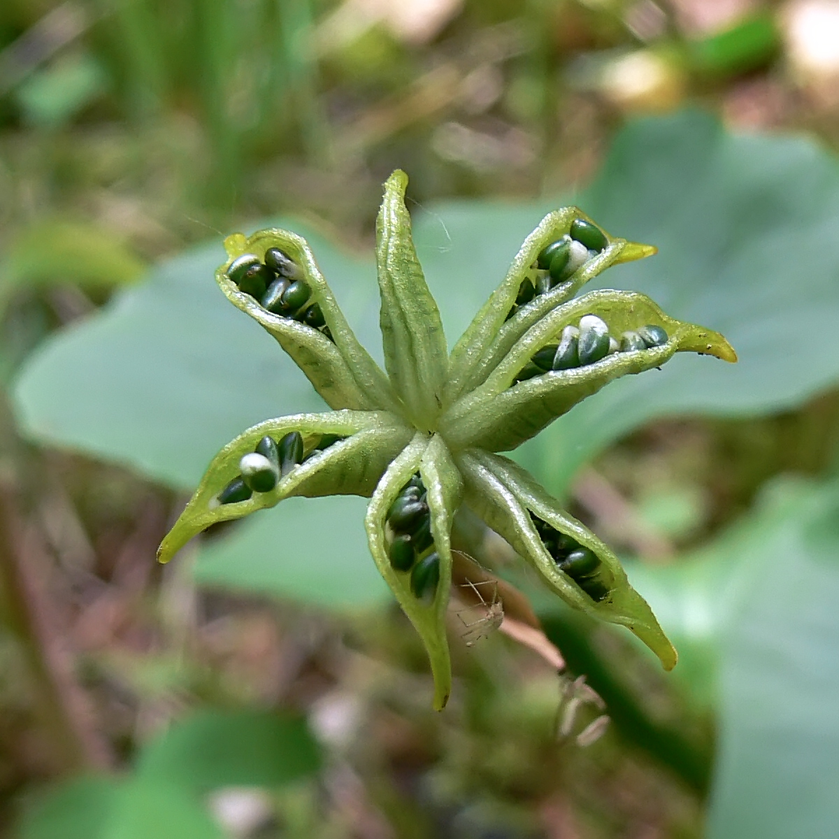 Изображение особи Caltha palustris.