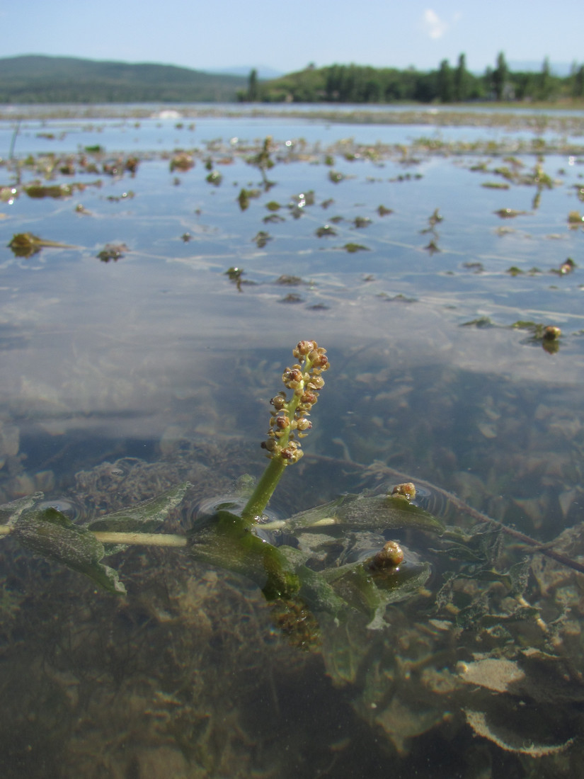 Изображение особи Potamogeton perfoliatus.