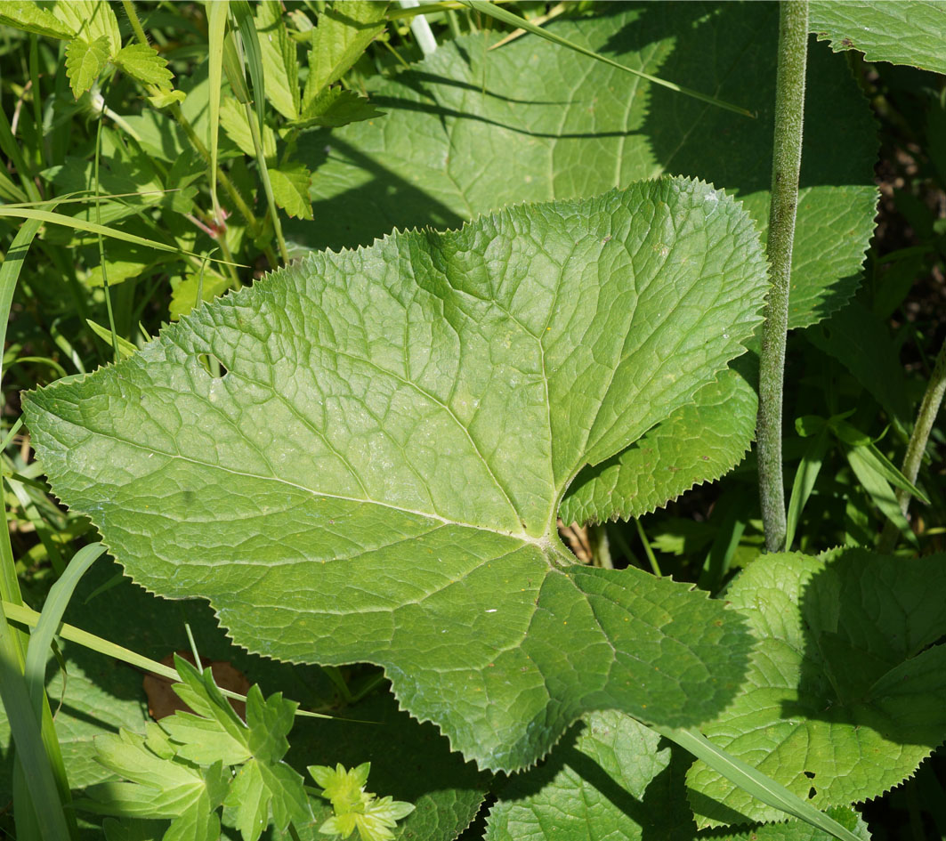 Изображение особи Ligularia fischeri.