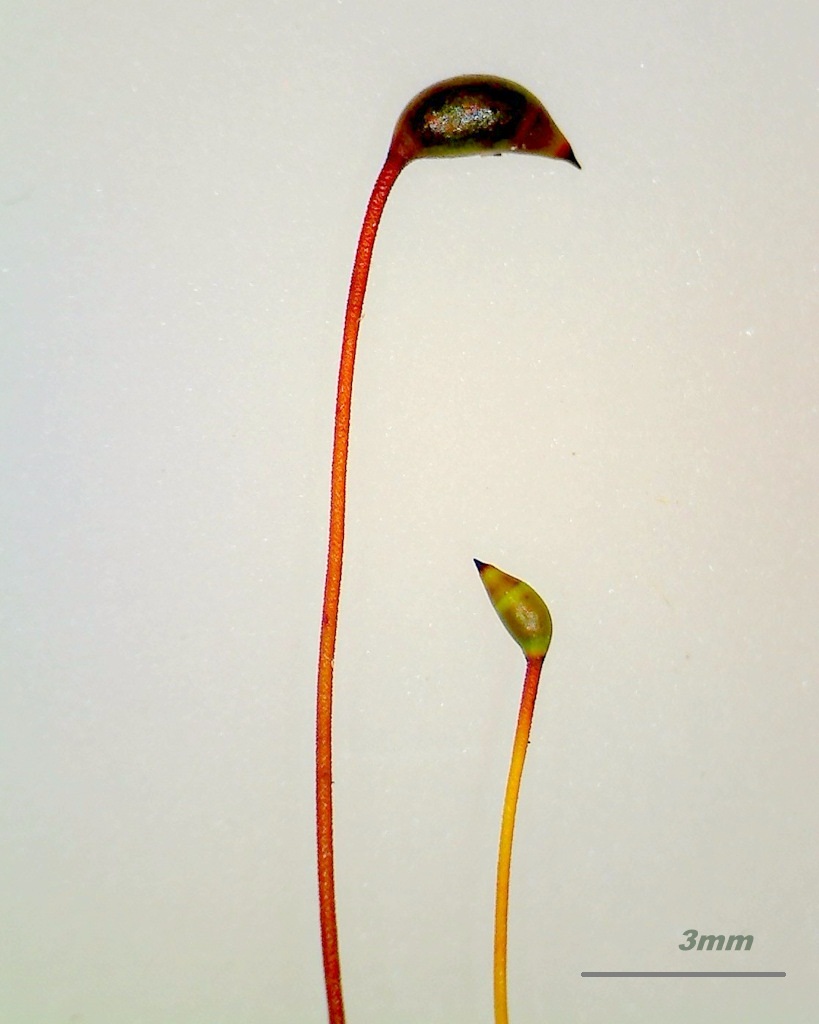 Изображение особи Cirriphyllum piliferum.