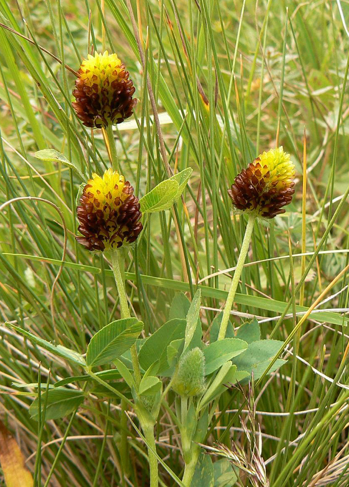 Image of Trifolium spadiceum specimen.
