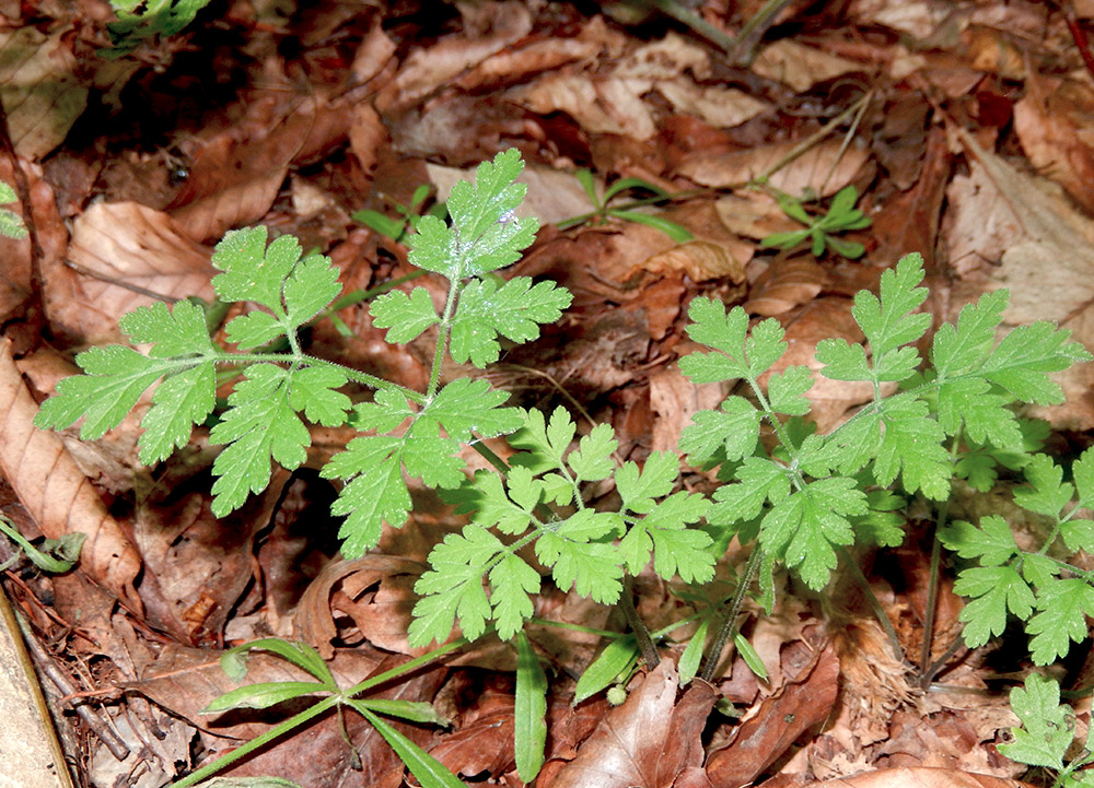 Image of Chaerophyllum temulum specimen.