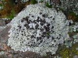 Lecanora argopholis. Слоевище на скале. Украина, г. Запорожье, о-в Хортица, северная часть. 18.02.2009.