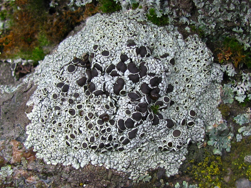 Изображение особи Lecanora argopholis.