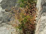 Potentilla fragiformis. Плодоносящее растение в расщелине скалы. Магаданская обл., окр. Магадана, побережье бухты Нагаева. 06.08.2016.