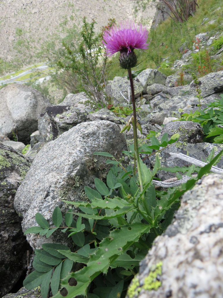 Image of Cirsium komarovii specimen.